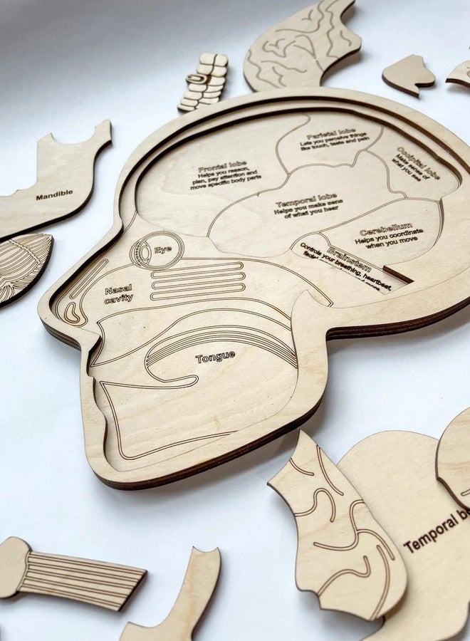 Haoser Wonder of The Brain Puzzle | Montessori Puzzle | Wooden Puzzle | Anatomy Puzzle | Brain Puzzle | Science Puzzle |Kids Puzzles & Science Toys - Image 5